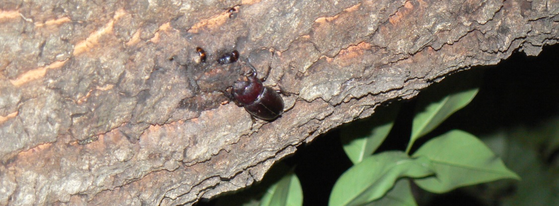 団地前のクヌギ_2_頭上の枝 ノコギリクワガタ♀ 2021年5月28日19時35分頃 気温23度